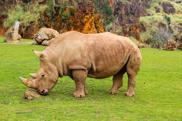 Obraz premium White rhinoceros or White Rhino, Ceratotherium simum, with big horn in Cabarceno Natural Park