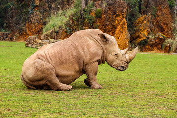 Obraz premium White rhinoceros or White Rhino, Ceratotherium simum, with big horn in Cabarceno Natural Park