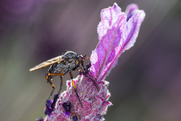 Dipterous. Fly species photographed in their natural environment.