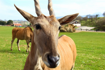 Common eland (Taurotragus oryx), also known as the southern eland or eland antelope