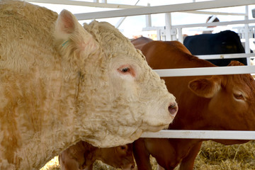The head of a bull of sharolezsky breed in a stall, a side view