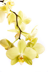 Gelbe Orchidee isoliert
