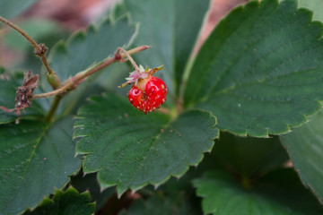 Tiny Strawberry