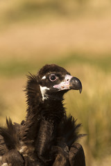 black vulture