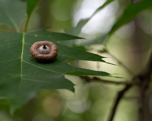 an acorn or oak nut fell down on a leaf
