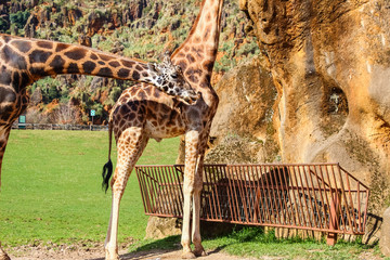 Giraffes (Giraffa camelopardalis