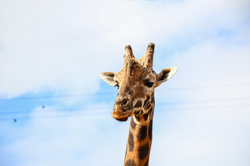 Obraz premium Giraffe (Giraffa camelopardalis) head and face