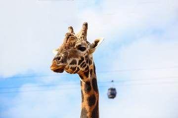 Naklejka premium Giraffe (Giraffa camelopardalis) head and face
