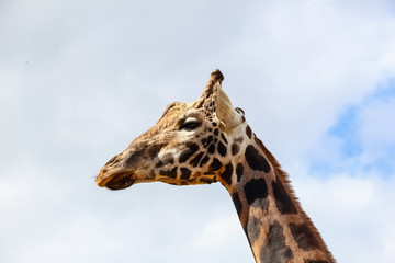 Giraffe (Giraffa camelopardalis) head and face within Cabarceno Natural Park, Cantabria, Spain