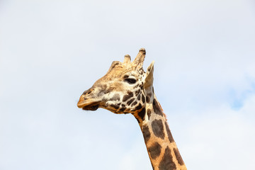 Giraffe (Giraffa camelopardalis) head and face within Cabarceno Natural Park, Cantabria, Spain