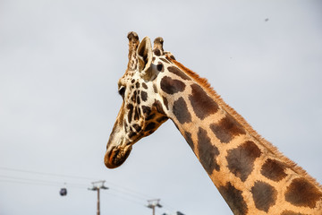 Giraffe (Giraffa camelopardalis) head and face within Cabarceno Natural Park, Cantabria, Spain