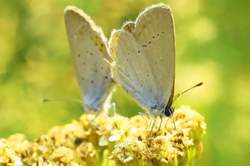 Two beautiful mating butterflies. 
