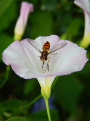 Striped yellow-black fly on a pink flower bindweed closeup on green background