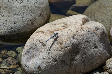dragonfly sitting on a rock in a mountain stream