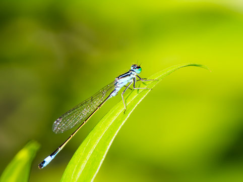 Bluetail damselfly on a green leaf