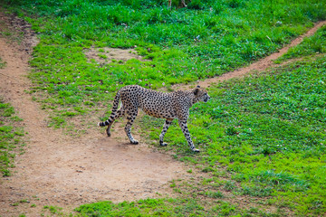 African Cheetah (Acinonyx jubatus) in the grass
