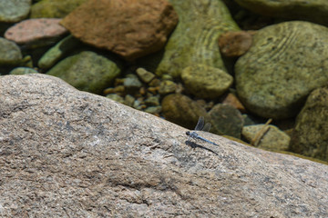 dragonfly sitting on a rock in a mountain stream