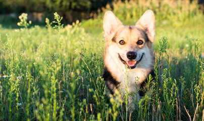 Happy and active pureblood dog of Welsh corgi outdoors in sunflowers on a sunny day. - obrazy, fototapety, plakaty