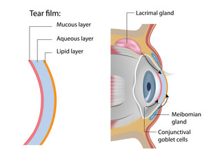 Tear glands anatomy 