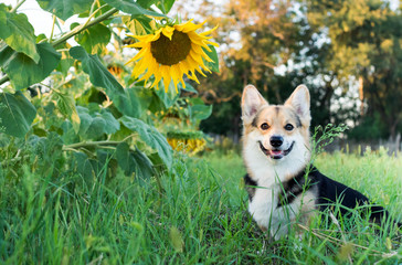 Happy and active pureblood dog of Welsh corgi outdoors in sunflowers on a sunny day.
