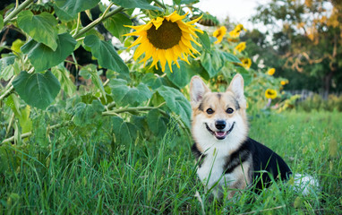 Happy and active pureblood dog of Welsh corgi outdoors in sunflowers on a sunny day.