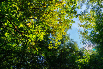 Obraz premium Autumn Forest Walks