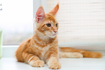 Beautiful red Maine Coon kitten lying on a light background.Selective focus on the face. Photo with depth of field.