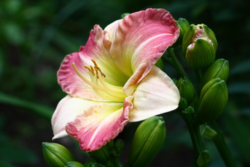 Gentle flower of a hemerocallis./Flower of a day lily with petals in gentle colors among not opened buds of green color.