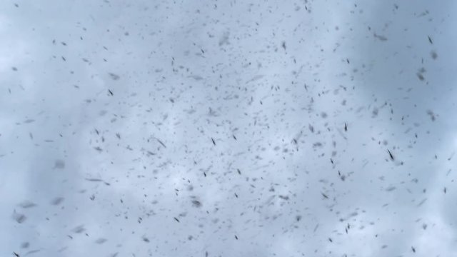 Fast moving thick insect swarm, black midge bugs 4k
