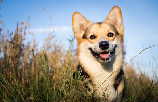 Happy and active dog is a purebred Welsh Corgi outdoors in the field on a Sunny day.