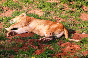 Naklejka na ściany i meble Majestic female lion (Panthera leo) basking in the sun