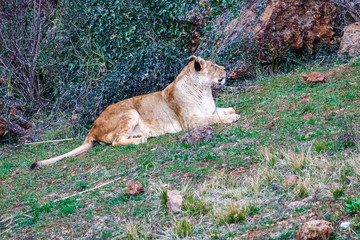 Fototapeta na wymiar Majestic female lion (Panthera leo) relaxing