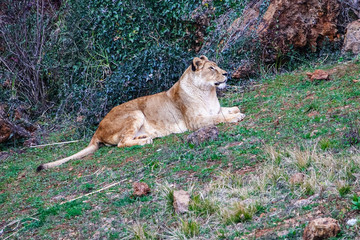 Majestic female lion (Panthera leo) relaxing
