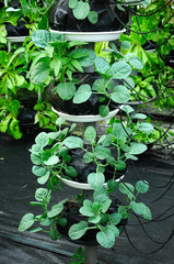 Vegetables are grown using fertigation system. Vegetables can be planted in a small space and arranged vertically. Using less soil and water mixed with fertilizer supplied by drip irrigation.
