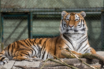 Tiger - Panthera tigris