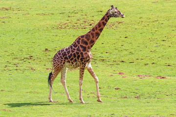 Giraffe (Giraffa camelopardalis)