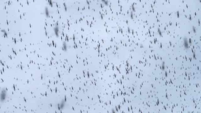 Hypnotic dense insect swarm slow motion black midge bugs