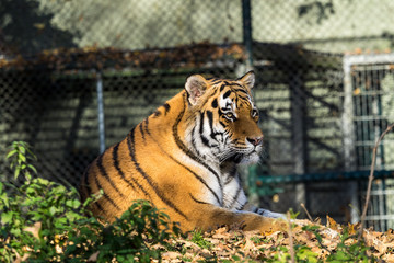 Tiger - Panthera tigris