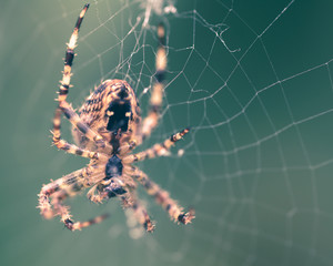 Spider on the web E Shallow Depth of Field Split Toning Macro Photography