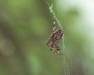 Spider on the web F Shallow Depth of Field Split Toning Macro Photography