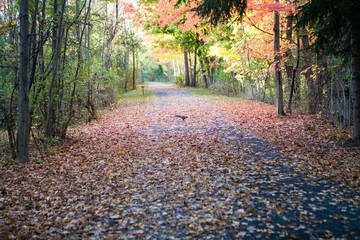 Fall Path with Squirrel