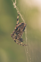 Spider on the web G Shallow Depth of Field Split Toning Macro Photography