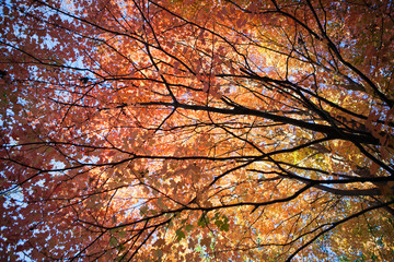 Tree Red Leaves Canopy in Fall