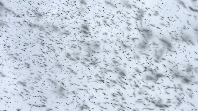 Black midge bugs slow motion dense insect swarm