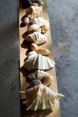 group of shells on wooden board