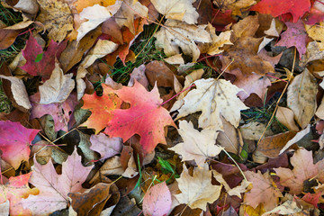 Fall Leaves on Ground