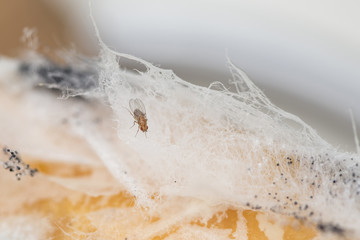 single fruit fly on the wild nature