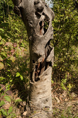 old cherry tree surface