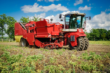 Obraz premium Zbiór ziemniaków - nowoczesny kombajn, zbliżenie