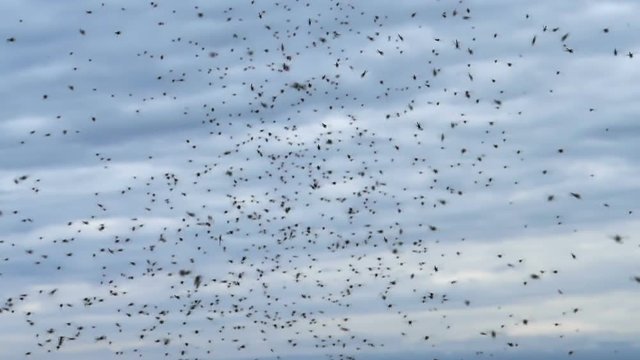 Dense black bug midge insect swarm silhouettes overcast sky slow motion